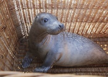 «Luceiro» regresa ao mar