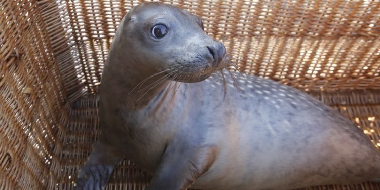 «Luceiro» regresa ao mar