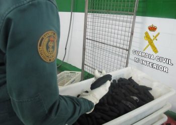 Intervenida una tonelada de pepino de mar en una nave de Meira