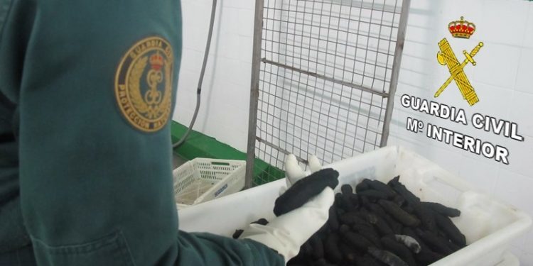 Intervenida una tonelada de pepino de mar en una nave de Meira