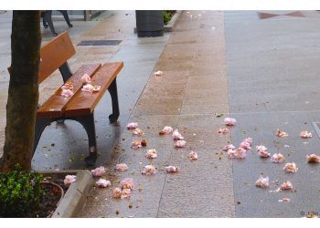 Ya asoma la primavera