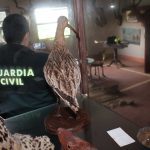 Aves Silvestres Tui 33 1