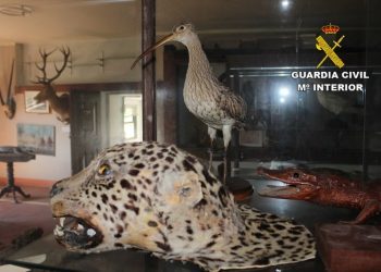 Incautada una importante cantidad de animales disecados en un anticuario de Tui
