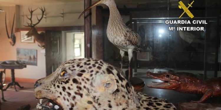Incautada una importante cantidad de animales disecados en un anticuario de Tui