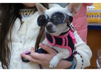 El perro con gafas