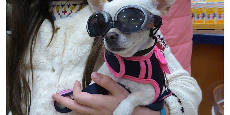 El perro con gafas