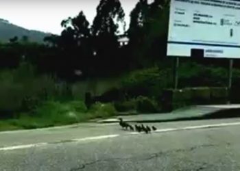 Mamá pato y sus patitos cruzando la carretera frente a las pistas de Samil