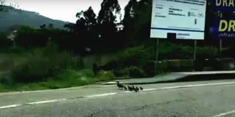 Mamá pato y sus patitos cruzando la carretera frente a las pistas de Samil