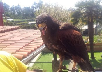 Capturada  un águila que había matado varias gallinas en la parroquia viguesa de Cabral