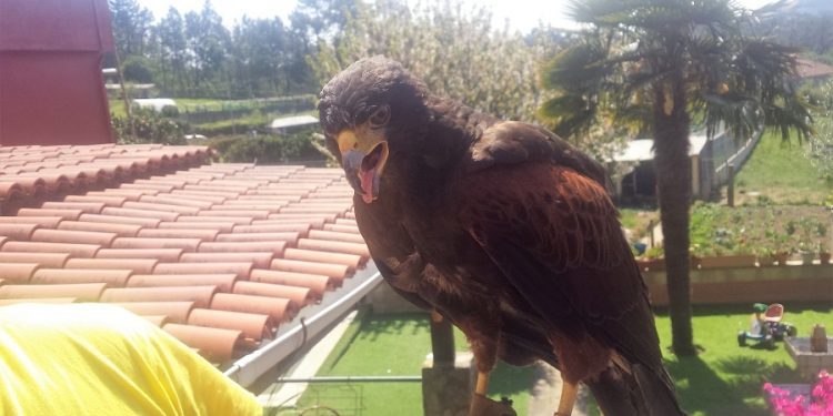Capturada  un águila que había matado varias gallinas en la parroquia viguesa de Cabral