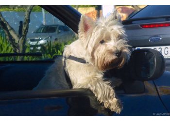 El perro no tiene la culpa