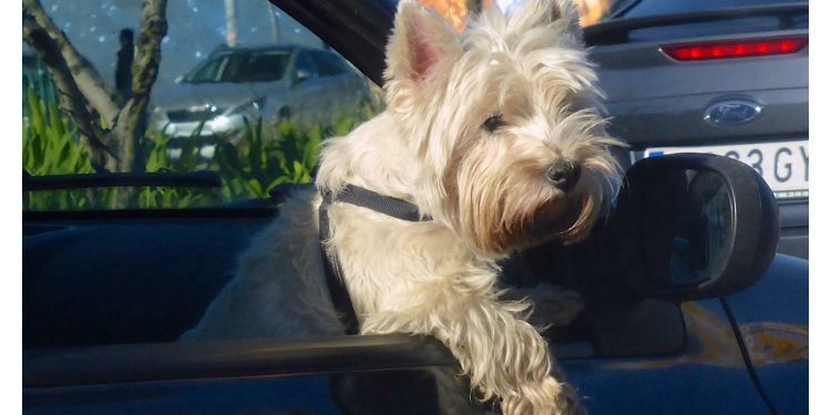 El perro no tiene la culpa