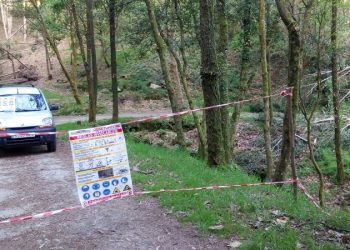 Comeza a tala de máis de 300 eucaliptos da finca do Castelo de Soutomaior