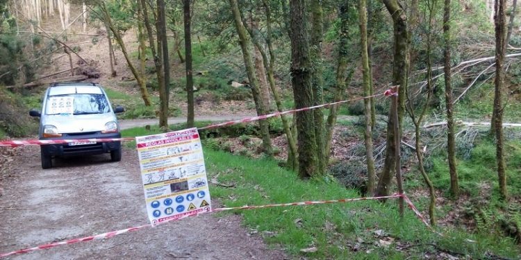 Comeza a tala de máis de 300 eucaliptos da finca do Castelo de Soutomaior