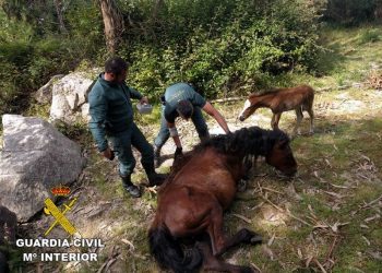 La Guardia Civil rescata a un caballo atrapado en una alambrada en Ponte Caldelas