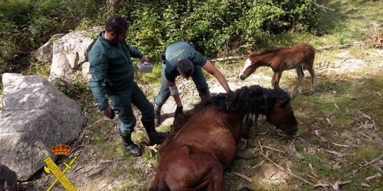 La Guardia Civil rescata a un caballo atrapado en una alambrada en Ponte Caldelas