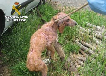 El Seprona detiene a un vecino de Soutomaior por un delito de maltrato animal