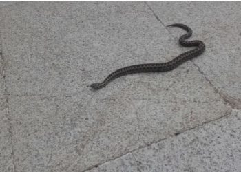 Susto en Bembrive al aparecer una víbora considerada muy peligrosa en una casa