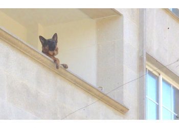 Añorando el paseo