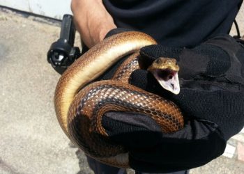 Localizada una serpiente en el patio de una vivienda de Vigo