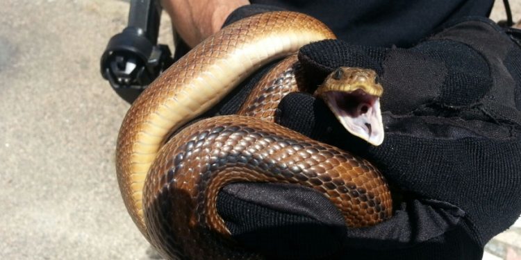 Localizada una serpiente en el patio de una vivienda de Vigo