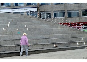 Las gaviotas confiadas