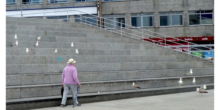 Las gaviotas confiadas