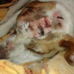 Perro Chan da Lagoa3