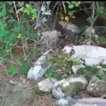 Perro Chan da Lagoa4