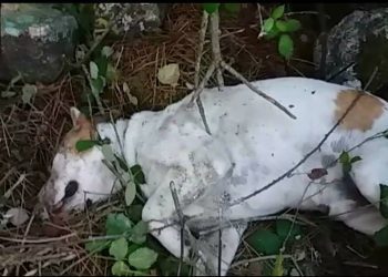 Buscan al dueño de un perro hallado agonizante bajo varias piedras en Baiona