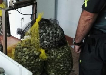 Incautados 100 kilos de almeja extraída por mariscadores furtivos en la ría de Pontevedra