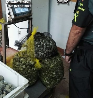 Incautados 100 kilos de almeja extraída por mariscadores furtivos en la ría de Pontevedra