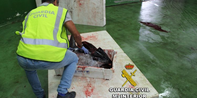 Decomisan en el puerto de Vigo un atún rojo de 175 kilos capturado ilícitamente