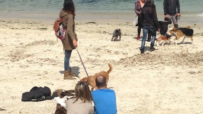 Caballero se compromete a abrir una playa a los perros en agosto