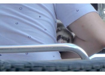 Buscando la protección del amo