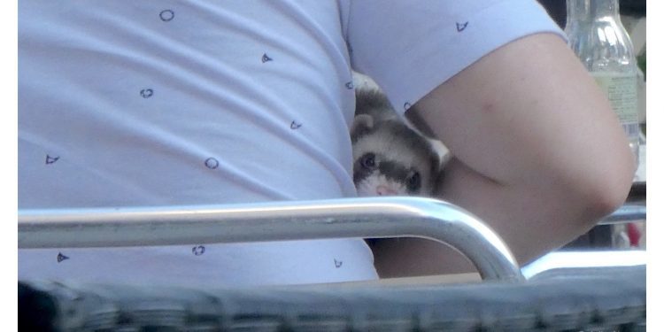 Buscando la protección del amo