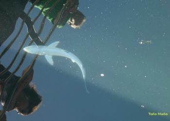 Una cría de tiburón sorprende a los bañistas en una playa de Baiona