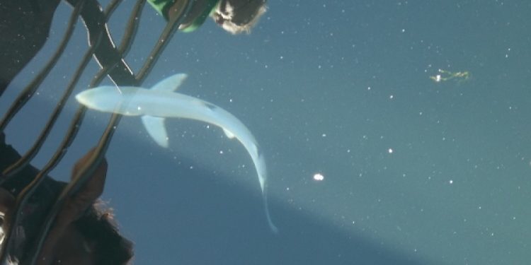 Una cría de tiburón sorprende a los bañistas en una playa de Baiona