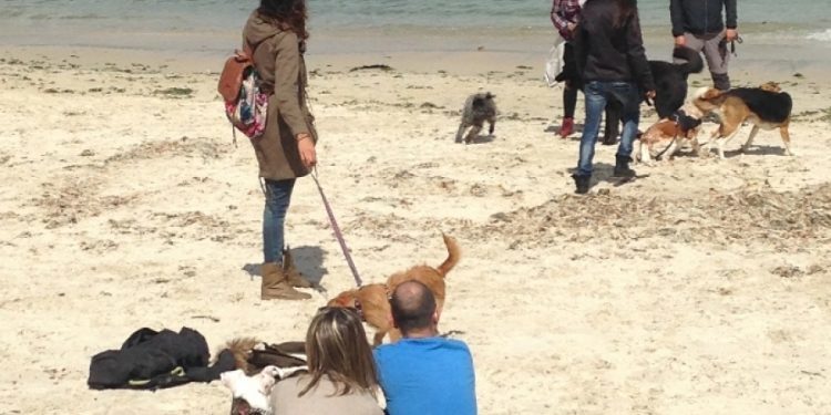 O Concello habilitará outra praia para cans que se sumará ás de Foz e Calzoa