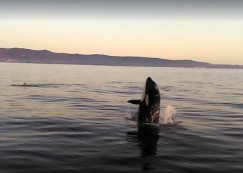 Avistado un grupo de orcas rumbo a Galicia