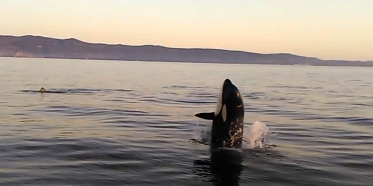 Avistado un grupo de orcas rumbo a Galicia
