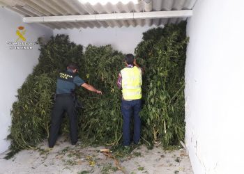 Intervienen una plantación de marihuana en Tomiño tras descubrirla desde un helicóptero