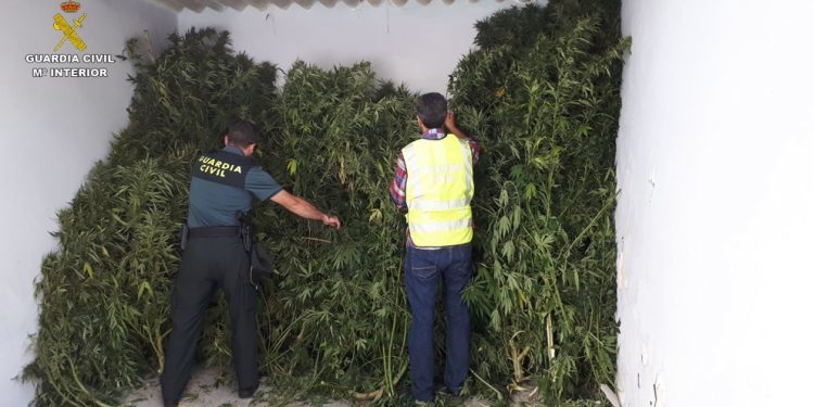 Intervienen una plantación de marihuana en Tomiño tras descubrirla desde un helicóptero