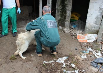 La Guardia Civil investiga a una pareja de Chapela por un delito de maltrato animal