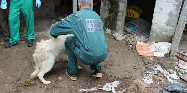 La Guardia Civil investiga a una pareja de Chapela por un delito de maltrato animal
