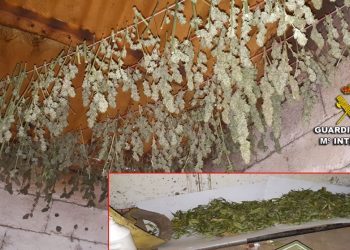 La Guardia Civil interviene una plantación de marihuana en Tomiño