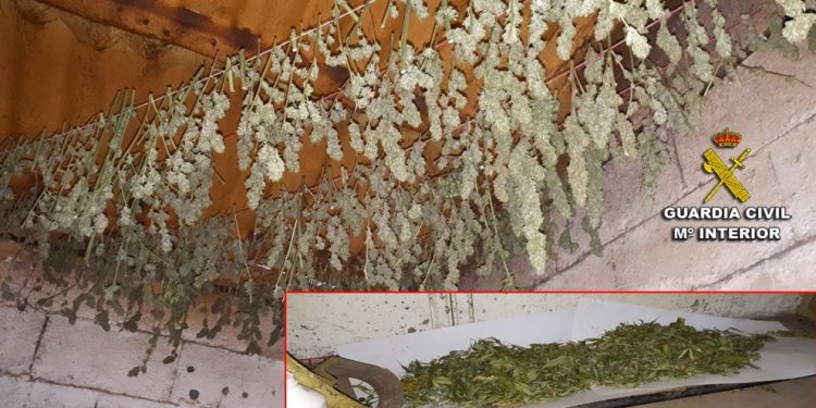 La Guardia Civil interviene una plantación de marihuana en Tomiño