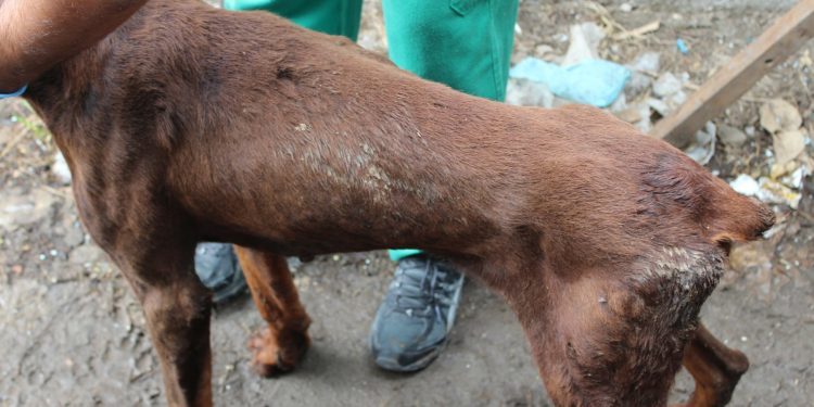 El Concello de Vigo suspenderá al voluntario de Protección Civil denunciado por maltrato animal