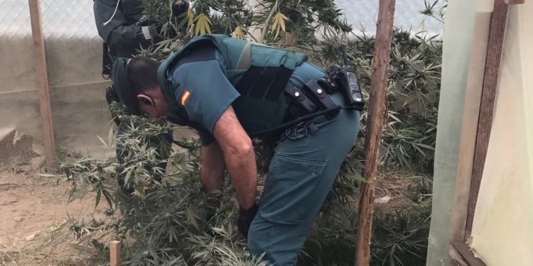 Localizan en una casa de Ponteareas una plantación de marihuana que era visible desde la calle