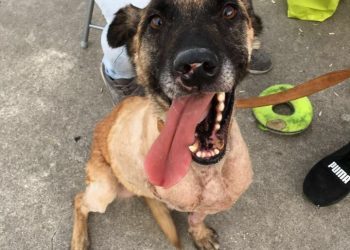 Perros de la Unidad Canina de Protección Civil de Vigo, del servicio público al maltrato y el abandono